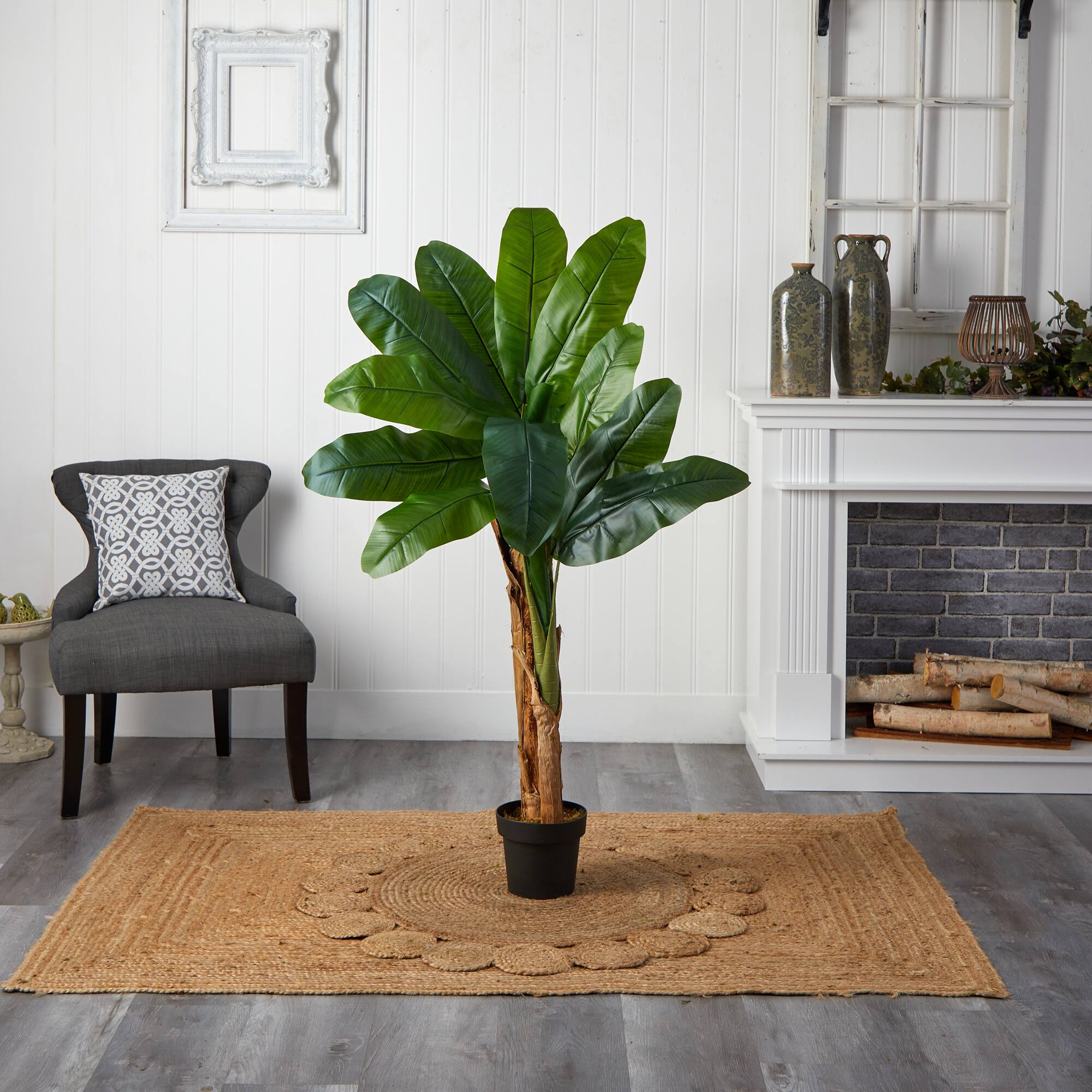 4ft. Double Stalk Banana Tree